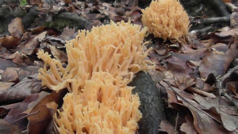 A Group Of Coral Mushrooms Ramaria Several Species Of Coral Fungi