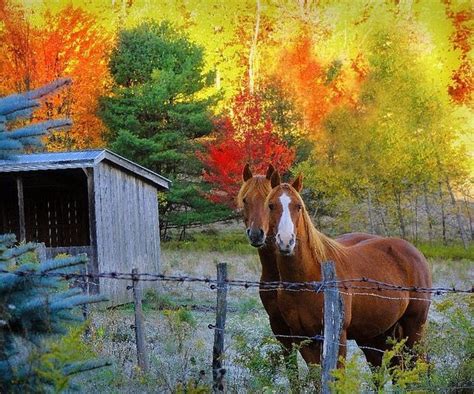 Wow The Beauty Of Fall Horses Horses Beautiful Horses Country