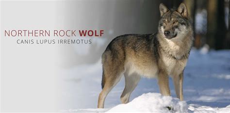 Northern Rocky Mountain Wolf Canis Lupus Irremotus Wolf Stuff