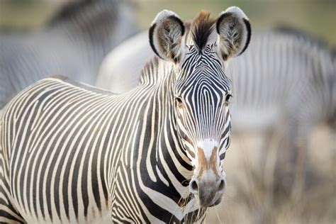 Grevys Zebras Are In Danger Of Extinction In Kenya