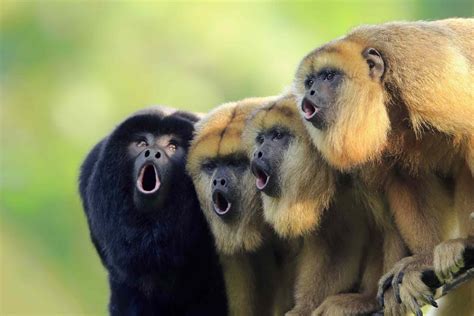 Howler Monkey Facts Alouatta