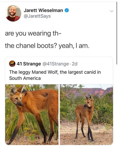 If U Know U Know Chanel Boots Maned Wolf South America Animals