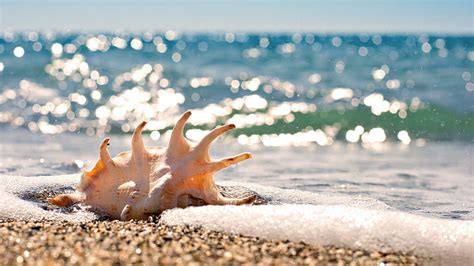 Hd Wallpaper Seashells Water Beaches Sand Nature Beautiful Oceans Nature And Landscapes