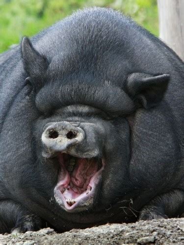 Create Meme Giga Boar Giga Boar Fat Pig The Biggest Pig In The