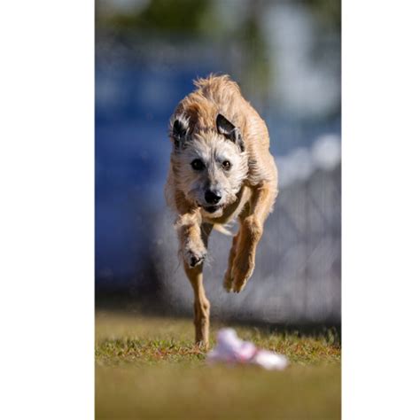 Essential info about dog health, training, sports and more. America's fastest dog at the AKC Fast Cat Invitational ...