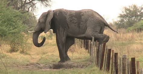 Botswana Mp Proposes Lifting Elephant Hunting Ban Africa Geographic