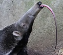Giant Anteater - Long Snout and Tongue, Bushy Tail | Animal Pictures ...