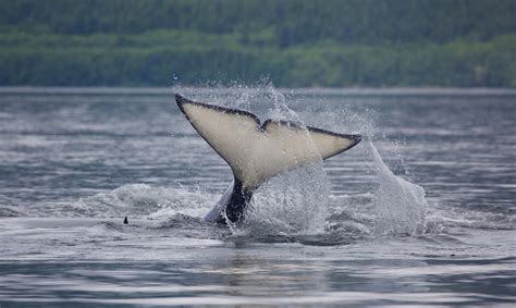 Biggs Killer Whales T075bs T075cs And T037a1 Were In Tofino The