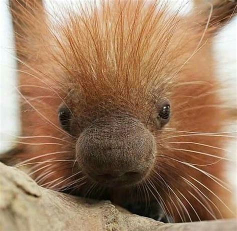 Baby Prehensile Tailed Porcupine Photo By Zooborns Cute Baby