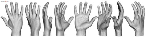 Hand Angle Scale Hand Reference Anatomy Reference Body Reference