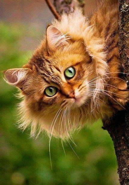 Gorgeous Long Haired Orange Tabby Pretty Cats Beautiful Cats Animals