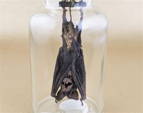 O33c Taxidermy Real Fruit Bat Specimen Jar Display T Collectible