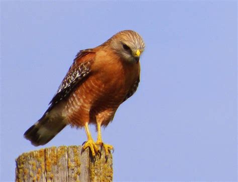 Geotrippers California Birds Bird Of The Day Red Shouldered Hawks On