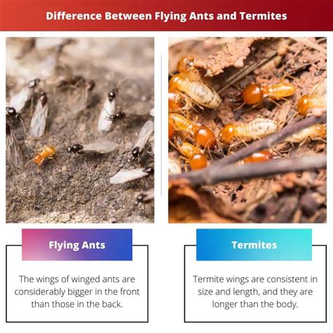 Flying Ants Vs Termites Difference And Comparison