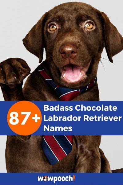 87 Badass Chocolate Labrador Retriever Names Wowpooch