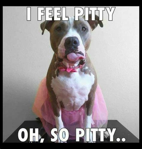 1852 Best Images About For The Love Of Pitbulls On