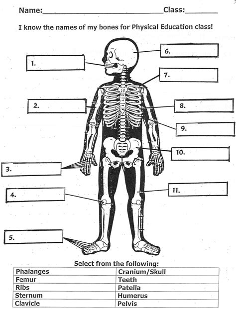 Label Skeleton Worksheet