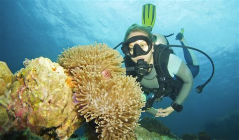 The Complete Guide To Diving In Koh Tao Thailand In 2024