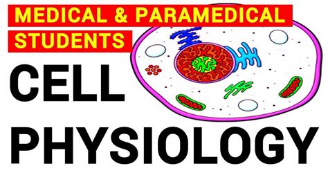 Cell Physiology Physiology Youtube