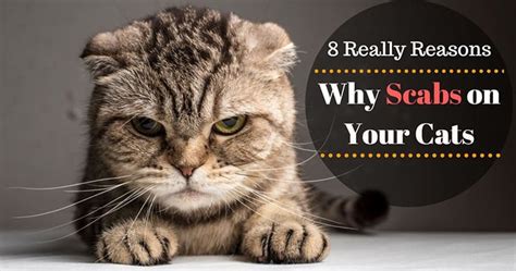 Symptoms include increased thirst, excessive. 8 Really Reasons Why Scabs on Your Cat - A Blog For Cat ...