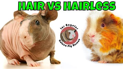 Guinea Pigs Hair Vs Hairless Youtube