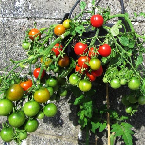 Growing Tomatoes In