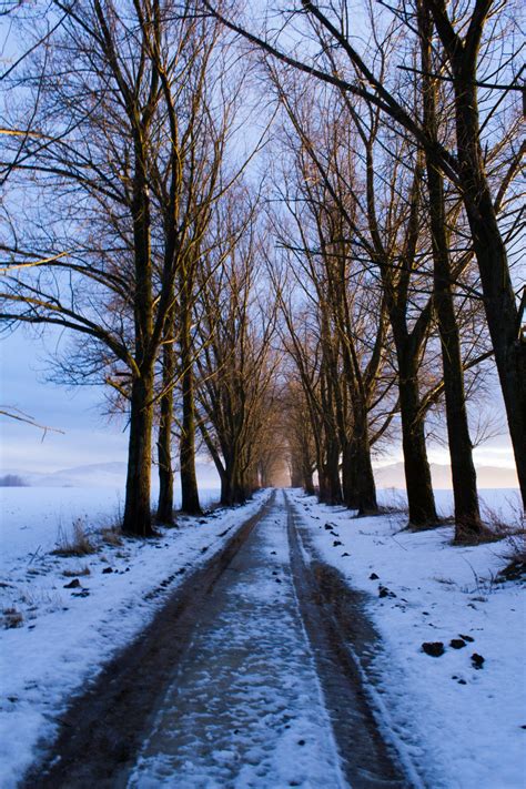 Free Images Tree Forest Path Snow Winter Frost Country Weather