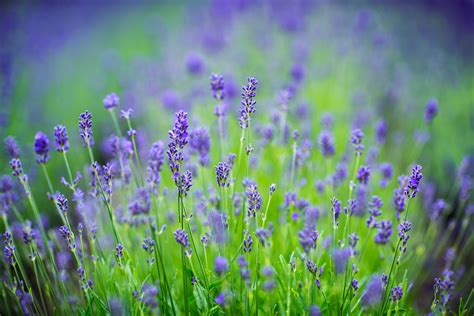 Purple Petaled Flowers During Daytime Stockholm Hd Wallpaper