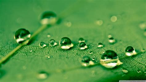 Wallpaper Leaves Grass Water Drops Green Dew Leaf Flower Drop