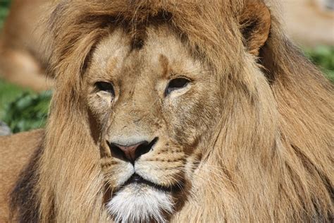 ライオン ライオンのたてがみ · pixabayの無料写真