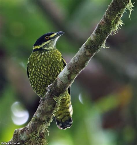 A Photo Gallery Of Neotropical Birds Colorful Birds