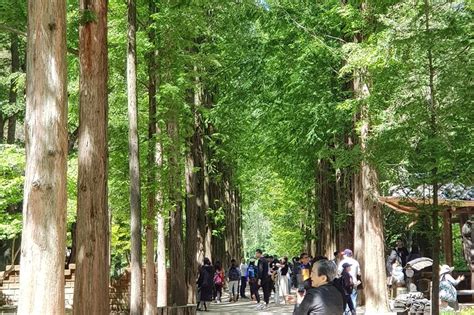 Most particularly, the hit korean drama, winter sonata, has led to the island's huge popularity among overseas guests. Nami Island 'Winter Sonata' TV Locations Tour from Seoul 2020