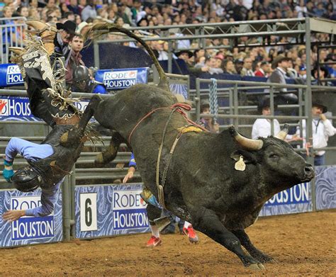 Concussions Dont Deter Most Bull Riders