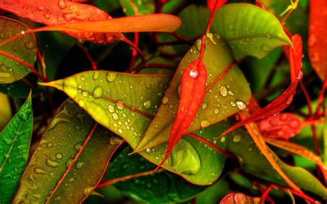 Water Drops On The Leaves In The Morning Hd Wallpaper