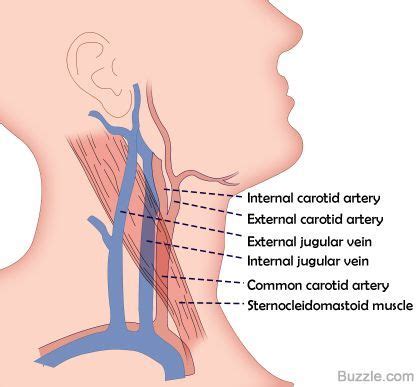 Internal Jugular Vein Anatomy