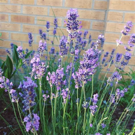 Beautiful English Lavender Plants Flowers English Lavender