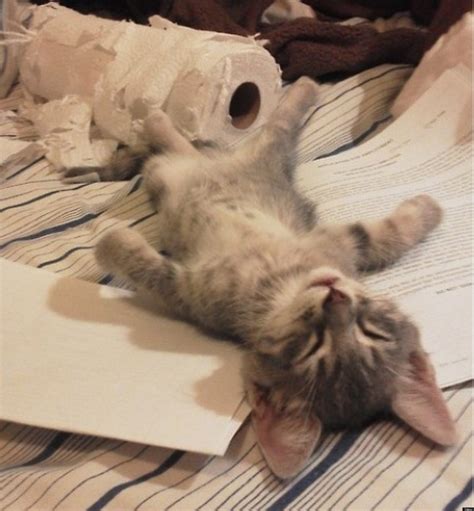 Tired Kitten Collapses In Exhaustion After Shredding Toilet Paper