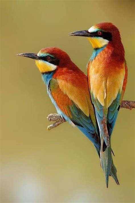 Most Beautiful Birds Pretty Birds Cute Birds Exotic Birds Colorful