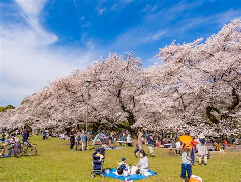 Lễ Hội Hoa Anh đào Nhật Bản Thời điểm Thông Tin Và Lưu ý Vietjet Air