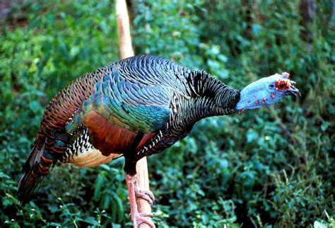 Mystery Bird Ocellated Turkey Meleagris Ocellata Zoology The Guardian