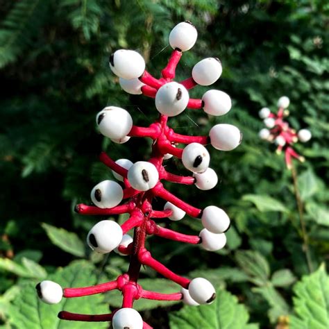 The 10 Strangest Plants In The World Article On Thursd