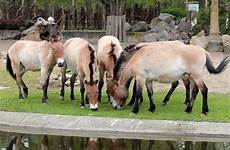 zoo przewalski horse wild leipzig horses animal european program endangered species zoos