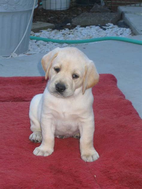 Find golden retrievers dogs and puppies for sale across australia. Ponderosa Labrador Retriever Puppies Orofino Idaho