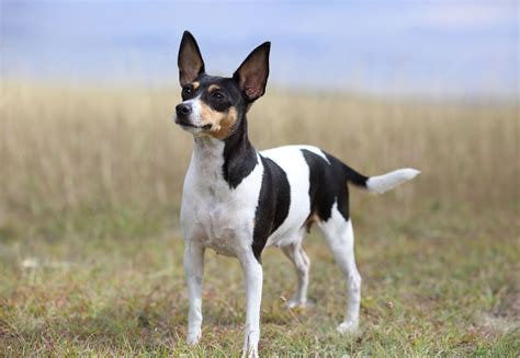 They can also alert people with hearing deficiencies or deafness to the fact that the phone is ringing. Toy Fox Terrier - Full Profile, History, and Care