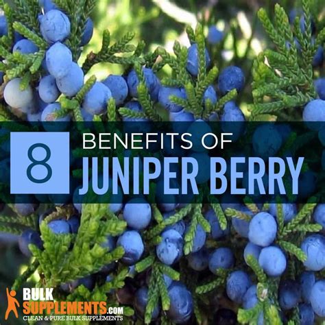 Health Benefits Of Juniper Berries Top 08 Health Benefits Of Juniper