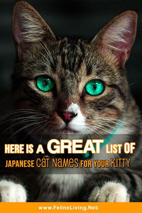 20 Japanese Cat Names For Black Cats Pictures See More Ideas About