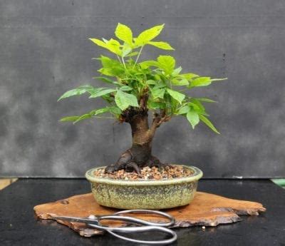 It is very important to remove the leaves. Growing Horse Chestnut As A Bonsai: Learn About Bonsai ...