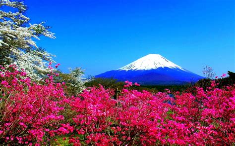 Spring Mountain Flowers Japan Fuji Nature Hd Wallpaper 23638