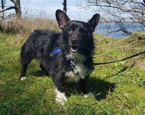 Scottish Terrier Corgi Mix Anything Terrier