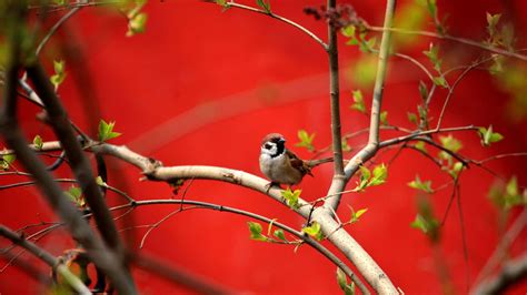 Birds Springtime Bing Wallpaper Download